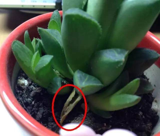 多肉叶片干了怎么办 干枯原因是什么