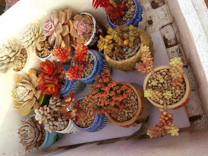 多肉植物浇水 一定要选择在晴天中午