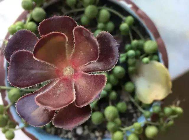 除了法师 这些多肉也能摘心