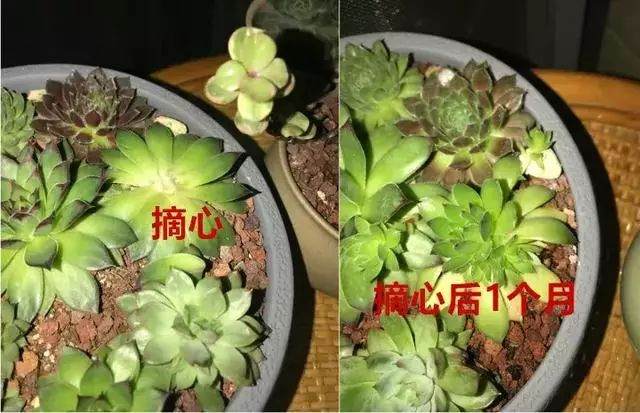 多肉超强摘心术  7天冒出5个头