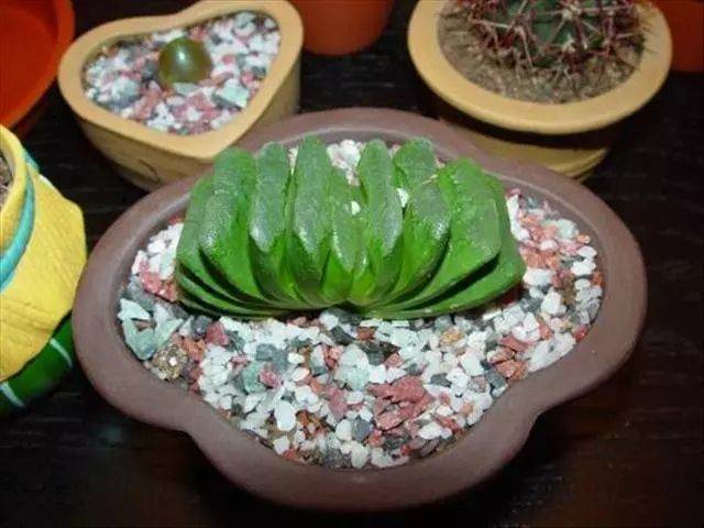 多肉玉扇该如何进行养殖？养殖玉扇的技巧