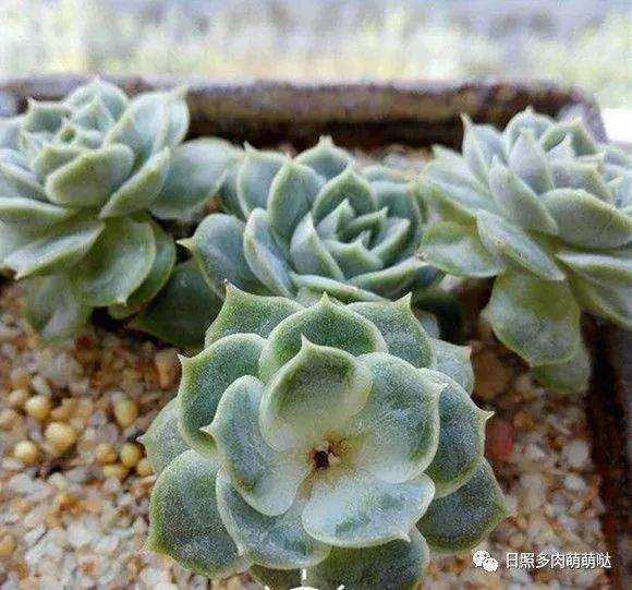 多肉出锦就是贵货？它们可能被施肥了！
