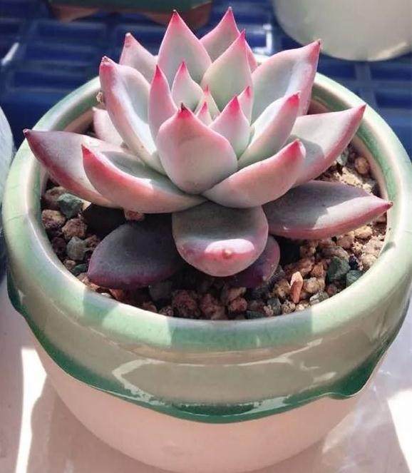 多肉出锦就是贵货？它们可能被施肥了！