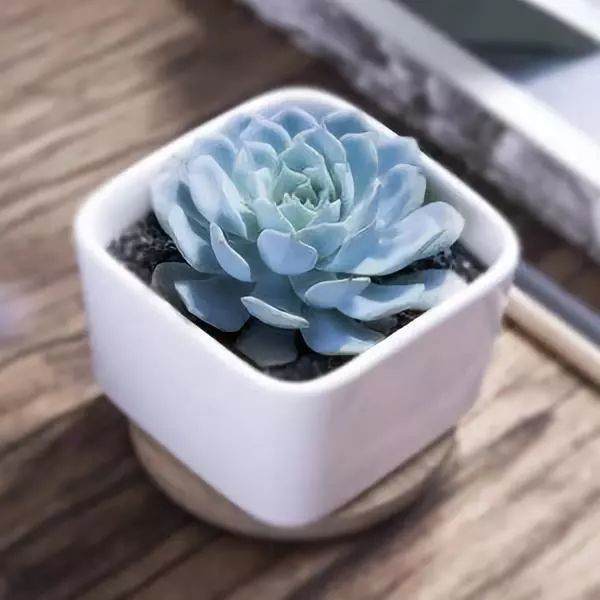 多肉蓝鸟较为疏松透气 可用泥炭土混合颗粒土