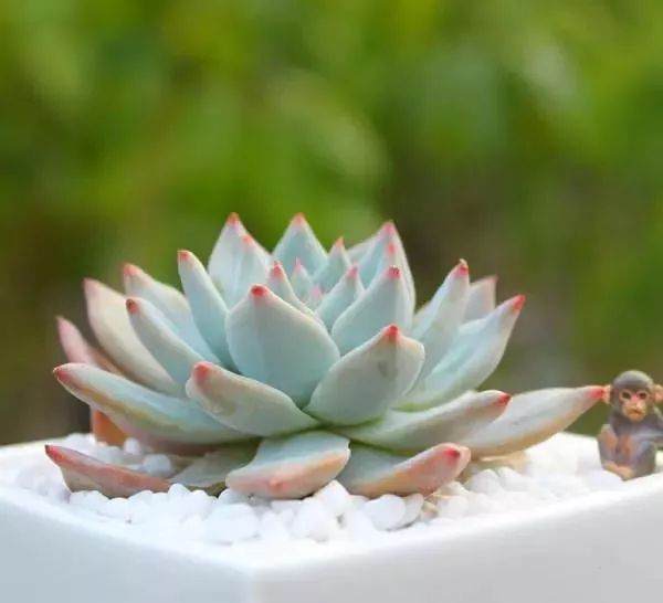 多肉蓝鸟较为疏松透气 可用泥炭土混合颗粒土