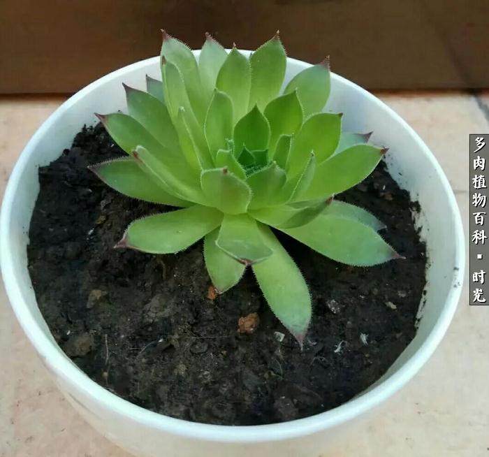 爱上多肉始于颜值 更爱它生命的顽强!