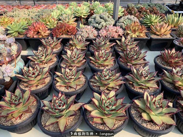 记一次寻访韩国多肉大棚之旅!