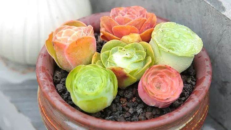 多肉小学堂 景天山地玫瑰的注意事项