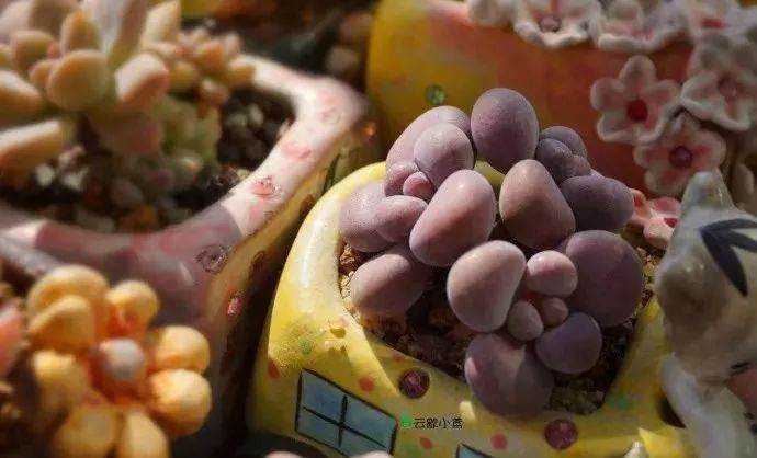 多肉植物可以淋雨吗？