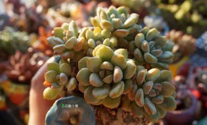 多肉植物可以淋雨吗？