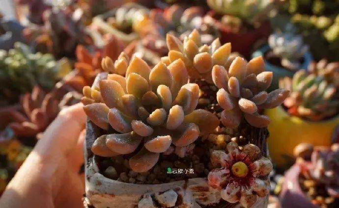 多肉植物可以淋雨吗？