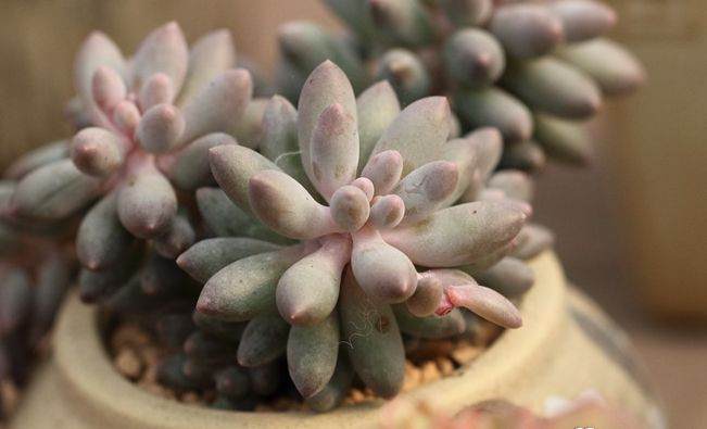 冬天露养多肉 开始出状态啦 图片