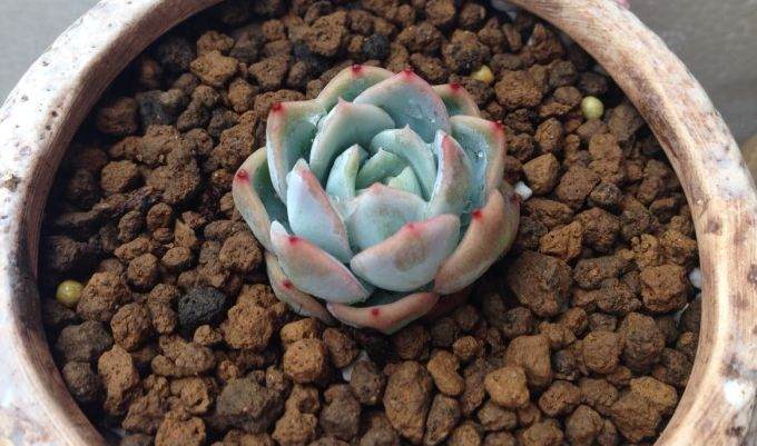 冬天露养多肉 开始出状态啦 图片