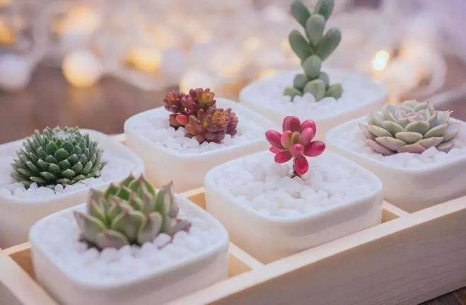 新手怎么养多肉?实用小技巧来袭