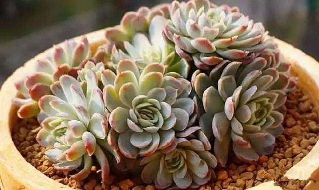 多肉种类浩瀚 总有几款是不怕冷的