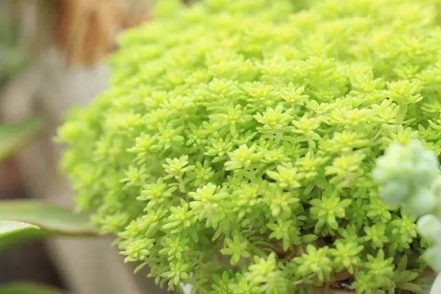 6种多肉护盆草 既是爆盆利器 又美不胜收