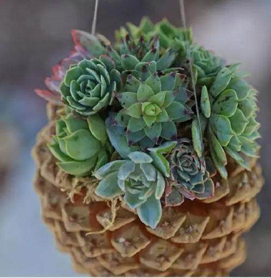 松塔多肉盆栽 给多肉一个不同寻常的家