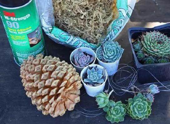 松塔多肉盆栽 给多肉一个不同寻常的家