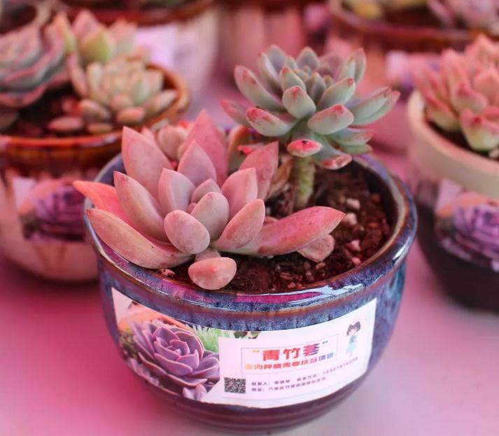 侯桥村村部已种有3000盆多肉 货品价值近3万元