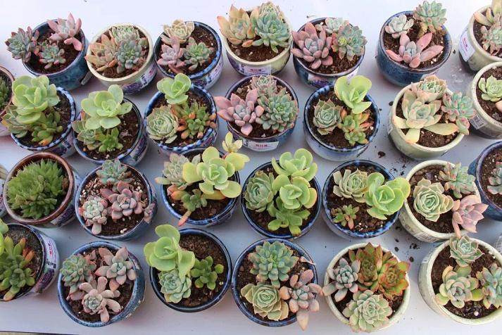 侯桥村村部已种有3000盆多肉 货品价值近3万元
