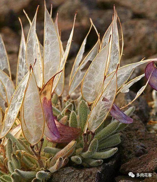 这种多肉 薄如蝉翼 是真正的稀罕货