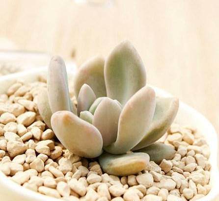 十种适合新手养的多肉 好养且便宜