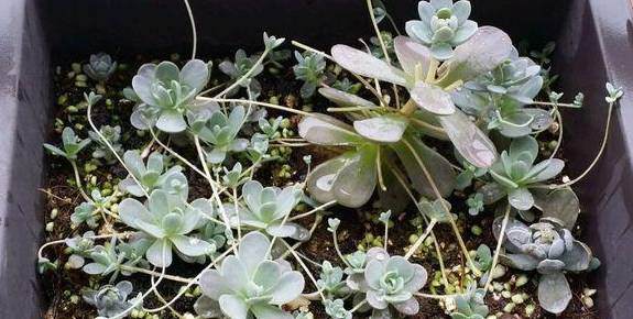 十种适合新手养的多肉 好养且便宜