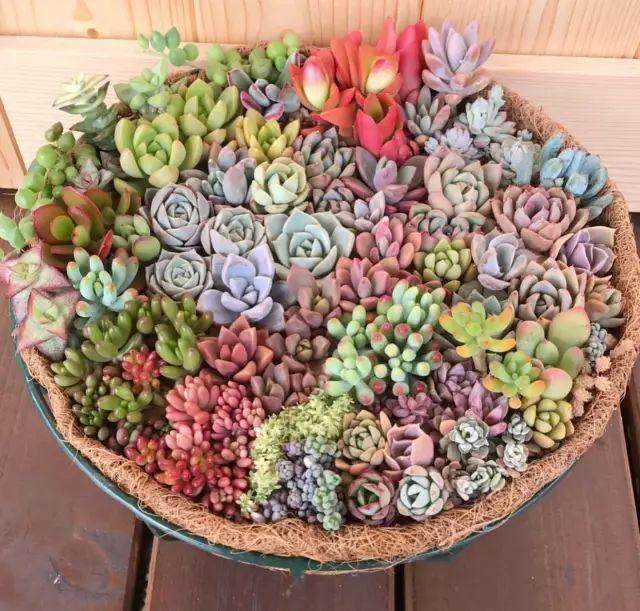 多肉突然掉的只剩下一截光秃秃的杆子