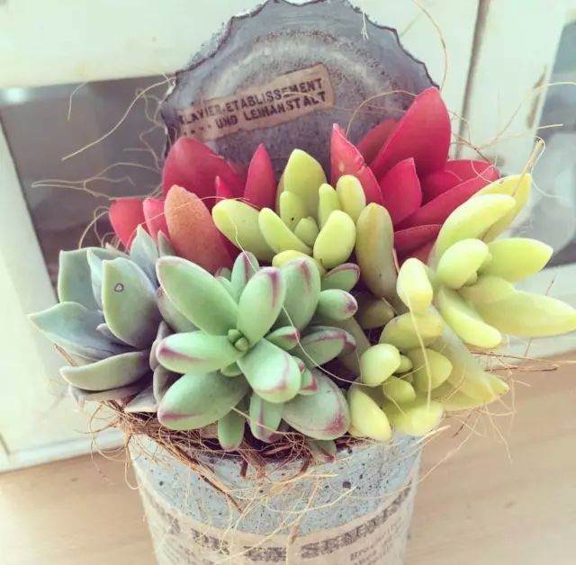 多肉出现明显地向受光一面倾斜