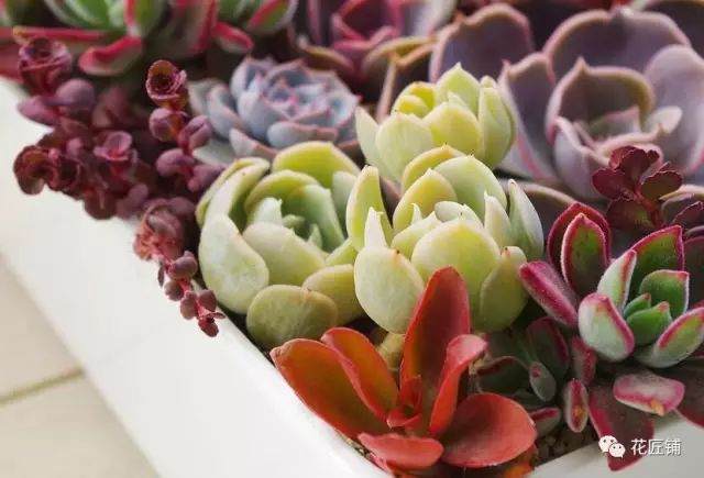 光照和温度会使多肉植物变色