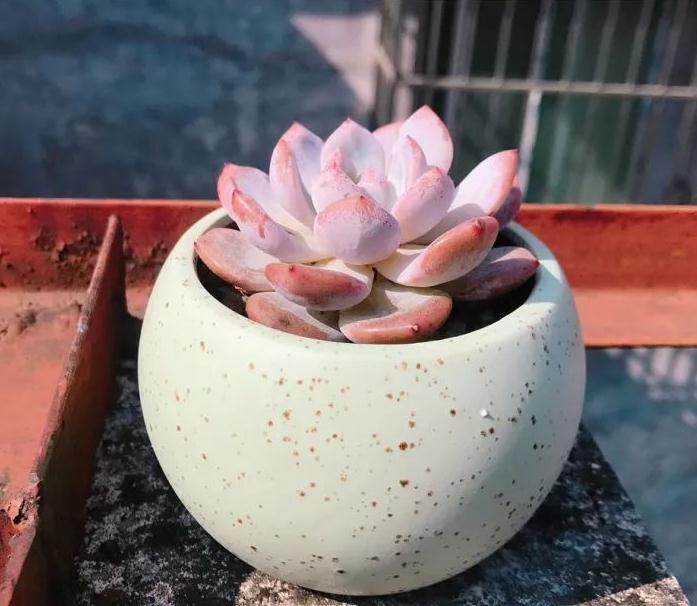 家居养多肉 常备3种土 先养活 再养胖