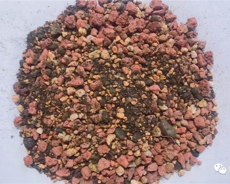 家居养多肉 常备3种土 先养活 再养胖