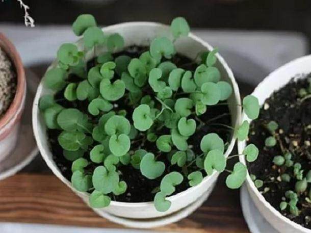 盆栽马蹄金养殖注意事项 图片