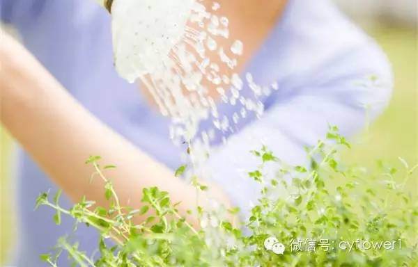 盆栽花卉的浇水方法