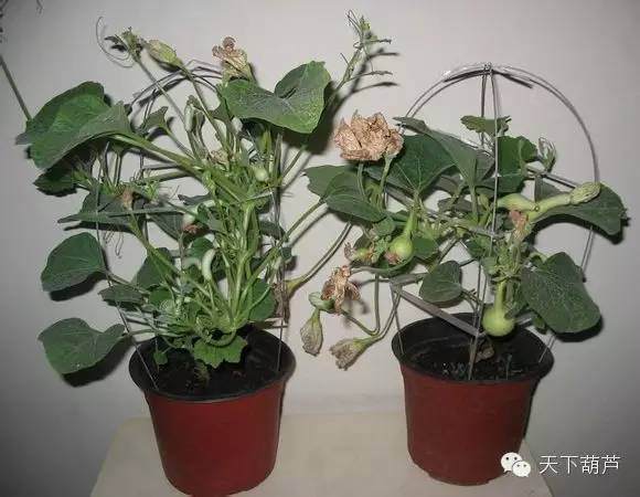 浅谈盆栽手捻葫芦的种植方法