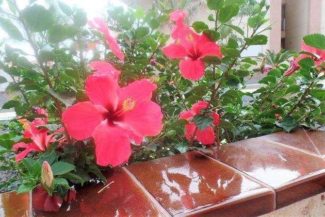 扶桑花盆栽要怎么浇水 如何保证经常开花?