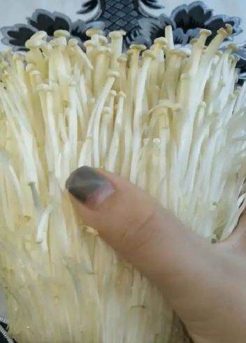 如何制作金针菇盆栽作品 图片