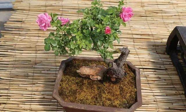 吸收有毒气体! 4种适合种在室内的盆栽