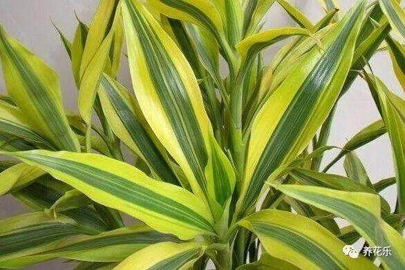 这五种植物盆栽非常耐旱 少浇水也能枝繁叶茂