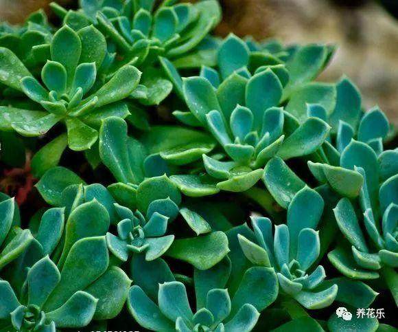 这五种植物盆栽非常耐旱 少浇水也能枝繁叶茂