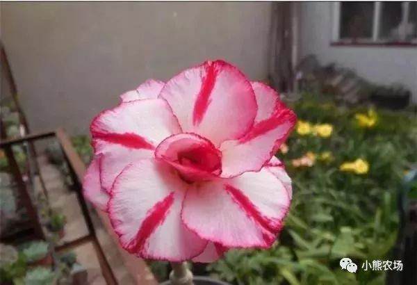 一年四季有花开 盆栽绿植新宠沙漠玫瑰