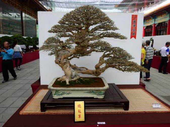 对《花木盆景》的祝贺、感受与建议