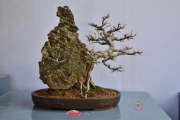 为BonsaiSite盆景网站的捐款方式