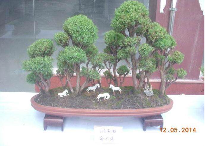 委瑞内拉的盆景创作表演