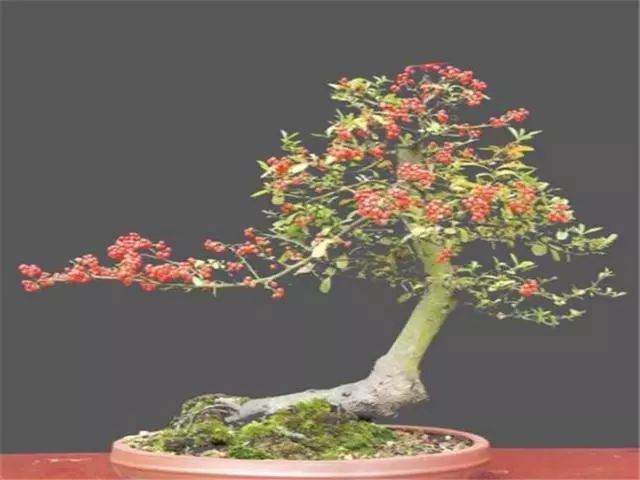 这些专门为盆景而生的树种 价格逆天