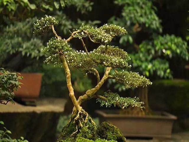 这些专门为老桩盆景而生的树种 价格逆天