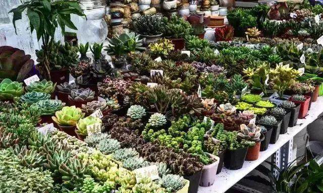 昆明夺得国际盆景展主办权 备战总决赛