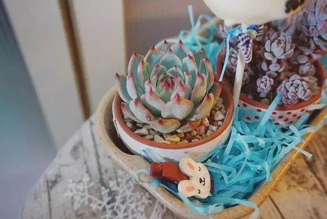 多肉植物的冬季防寒知识!