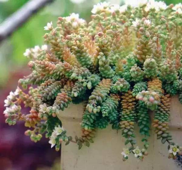 多肉姬星美人怎么养爆盆?