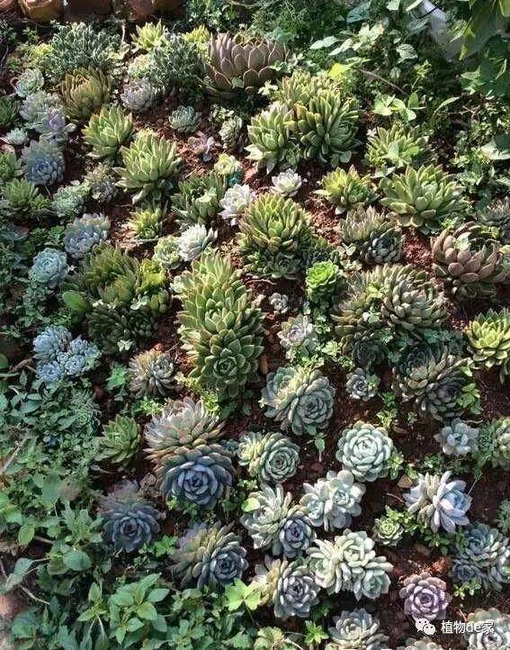 如何防治多肉会出现很多细枝末节的问题?